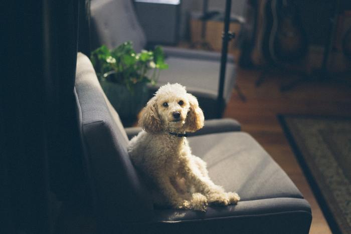 Designing A Pet-Friendly Home