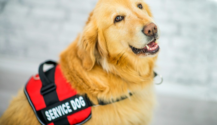The Different Classifications of Service Animals