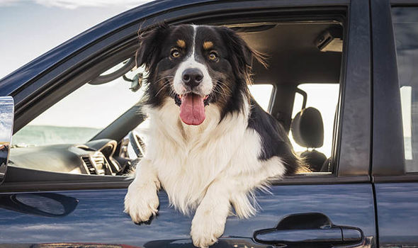 Tips For Safely Taking Your Dog On A Road Trip