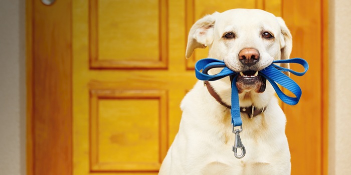 Collar and leash options for your pet