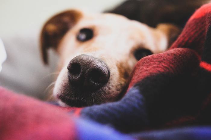 Keeping Your Dog Warm And Healthy While Traveling In Winter