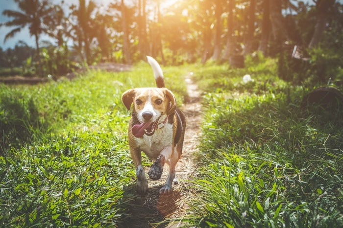 Safety tips for enjoyable outdoor activities for your dog