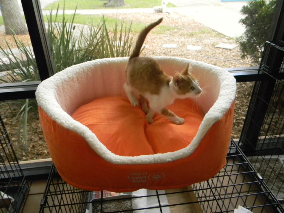 Adopt a Cat Get a FREE Bed! While supplies last!
