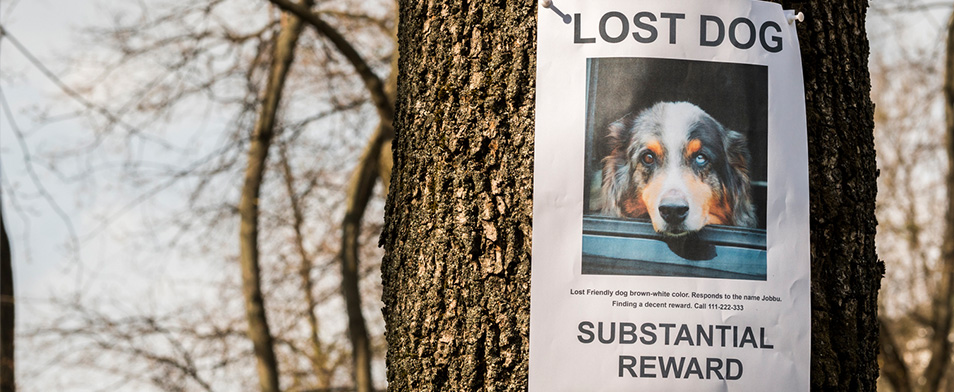 Lost dog poster attached to a tree with a dog with two different colored eyes. Substantial reward available