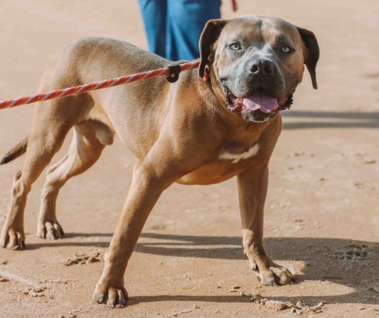 summer tips for keeping your dog cool
