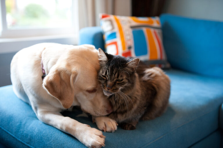 dog-and-cat-on-couch
