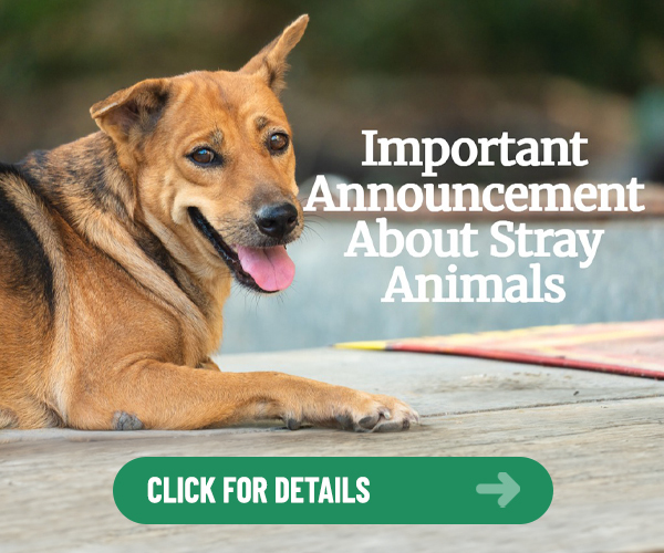 Important Announcement About Stray Animals Click For Details - dog