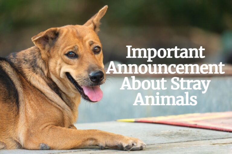 Important Announcement About Stray Animals - brown dog