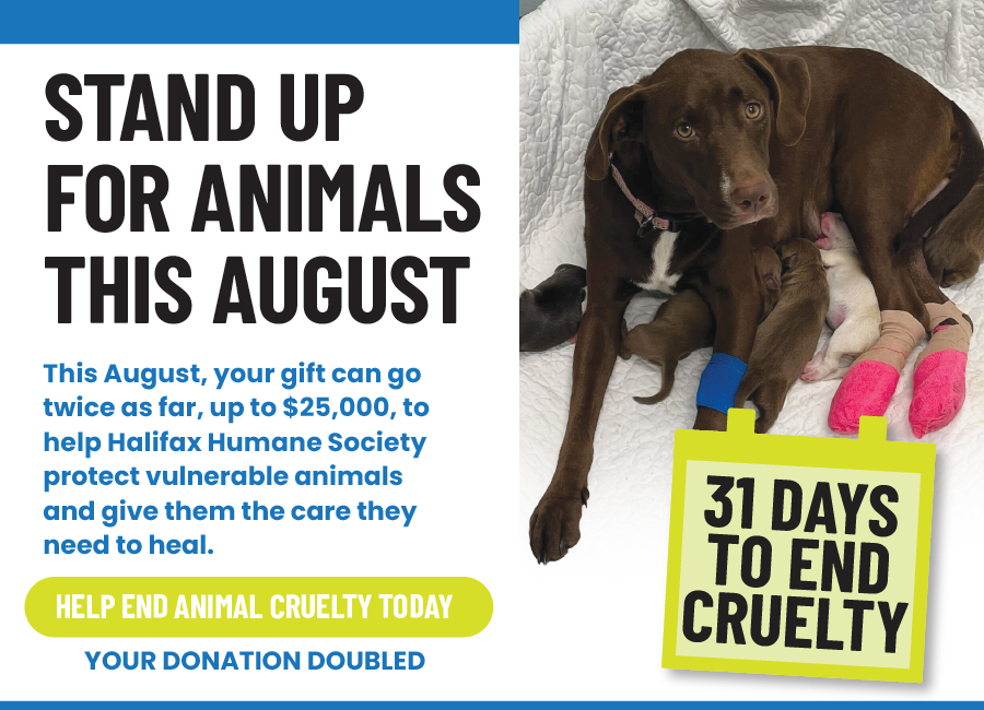 Here's the alt text: Alt text: "Stand Up for Animals This August — a brown dog nursing puppies, one with bandaged legs, on a white blanket. Donations up to $25,000 matched to help Halifax Humane Society protect vulnerable animals. 31 Days to End Cruelty.