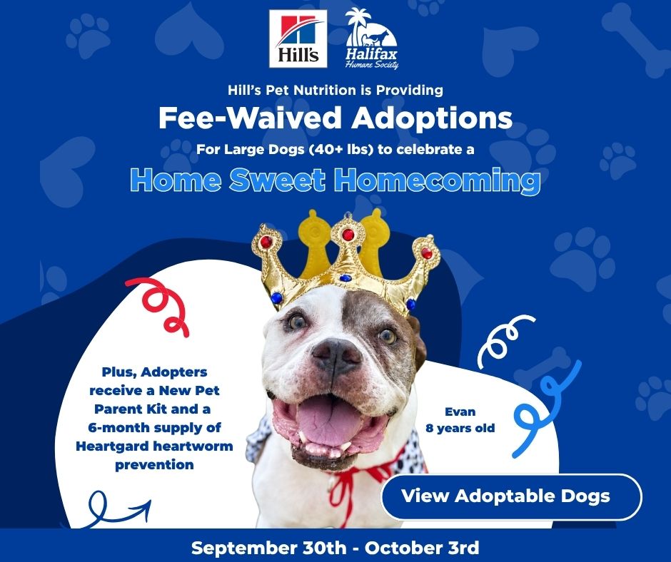 Hill's Pet Nutrition and Halifax Humane Society: fee-waived adoptions for large dogs (40+ lbs), September 30th to October 3rd, to celebrate a Home Sweet Homecoming. Adopters also receive a New Pet Parent Kit and a 6-month supply of Heartgard. Photo of Evan, an 8-year-old dog wearing a gold crown. View adoptable dogs.