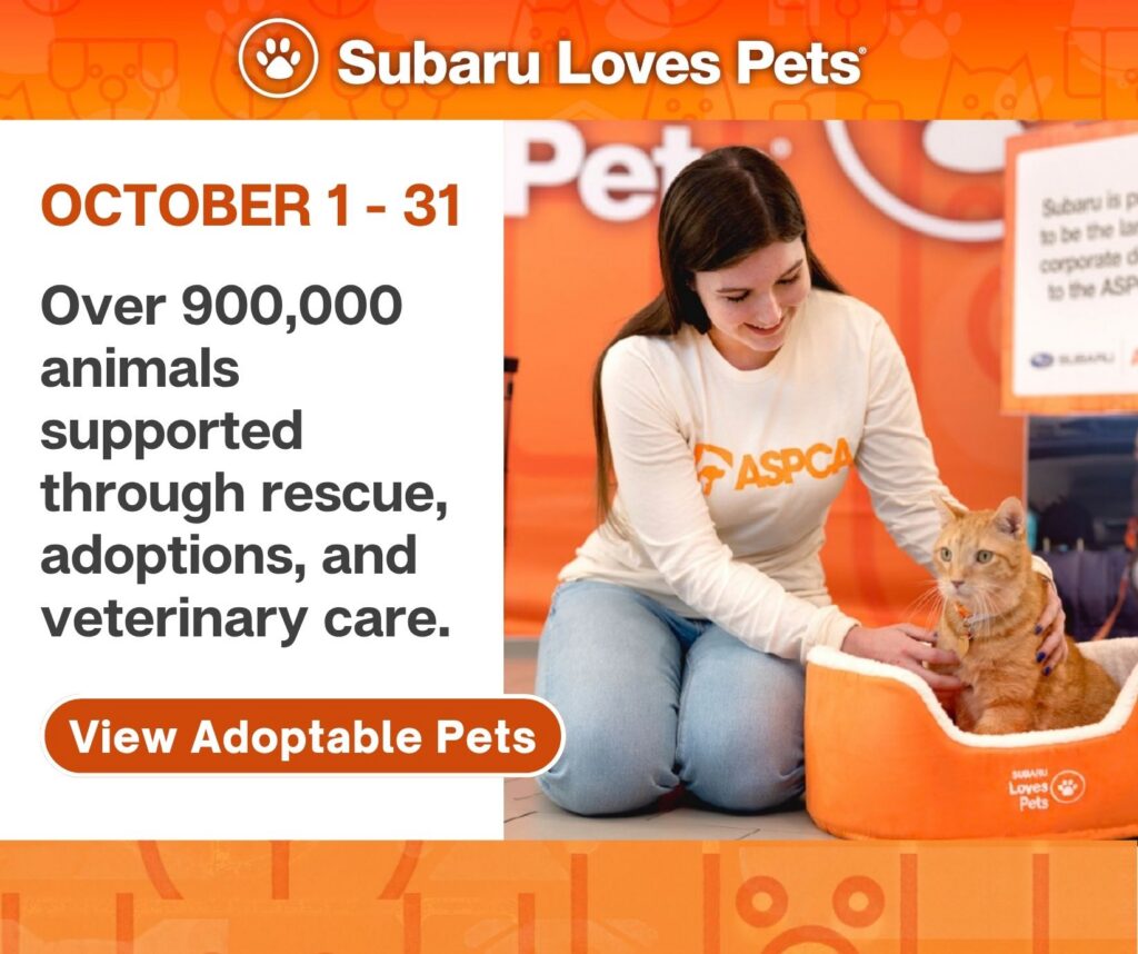 Subaru Loves Pets, October 1 to 31. Over 900,000 animals supported through rescue, adoptions, and veterinary care. An ASPCA volunteer pets an orange tabby cat sitting in an orange pet bed. Button: View Adoptable Pets.