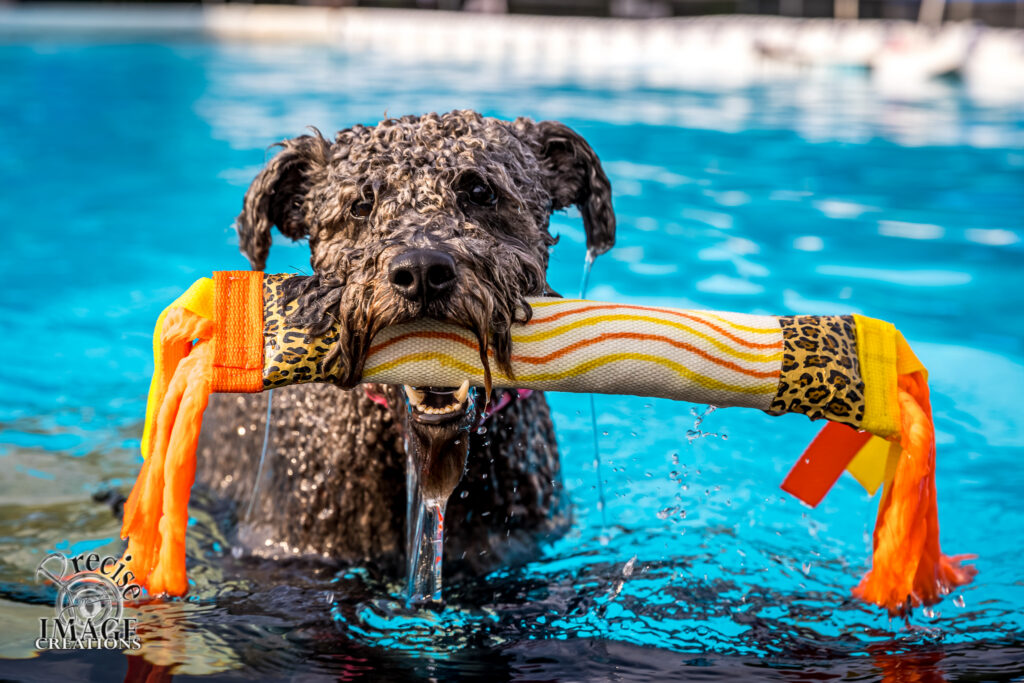 dog diving contest