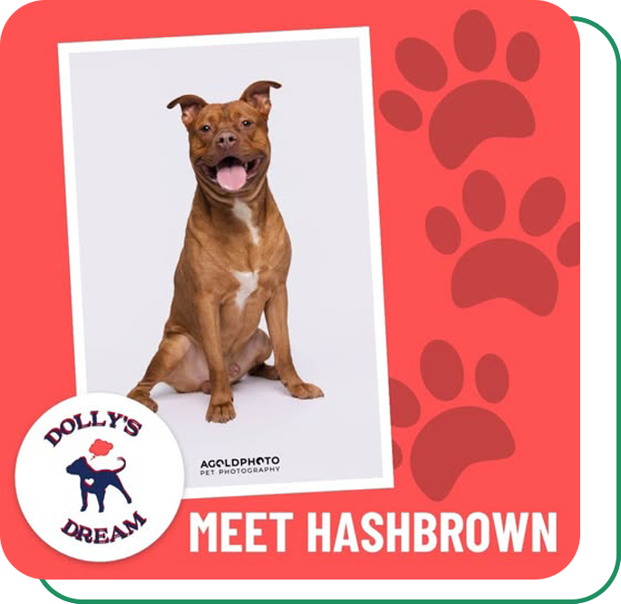 Dollys Dream Dog - Hashbrown