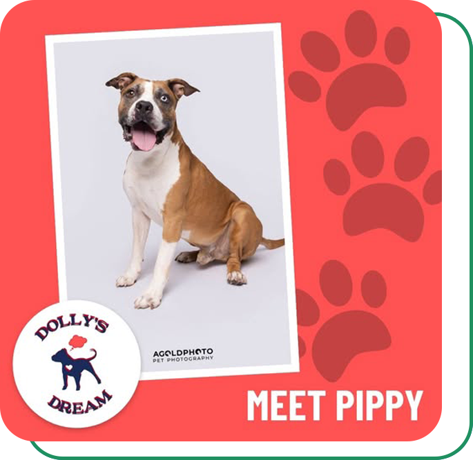 Dollys Dream Dog - Pippy