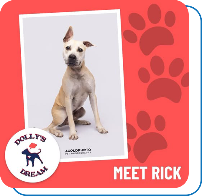 Dollys Dream Dog - Rick