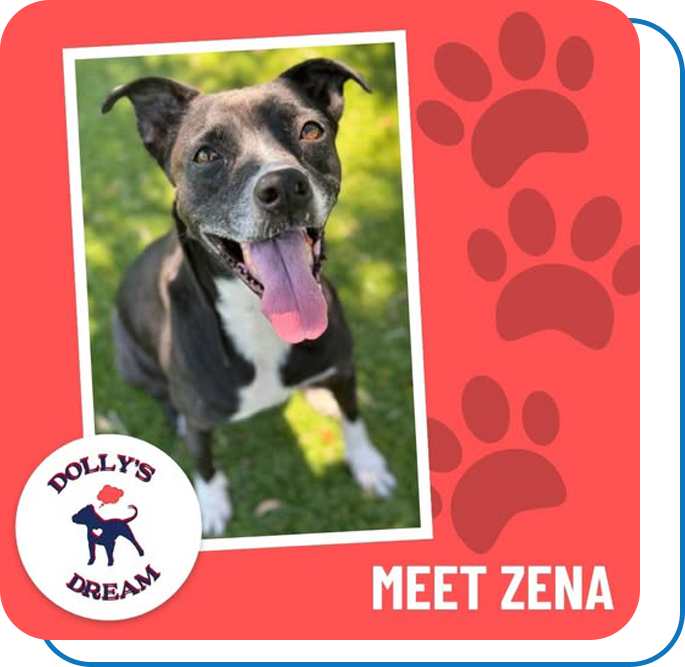 Dollys Dream Dog - Zena
