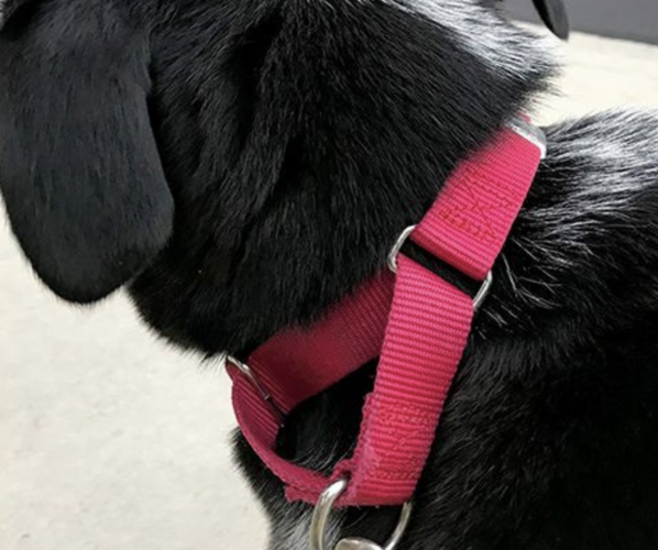 Collar and leash options for your pet