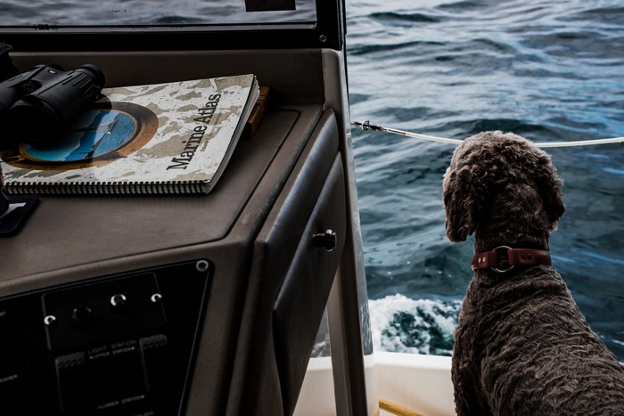 Safety For Dogs New To Waterfront Homes, Boats And Houseboats