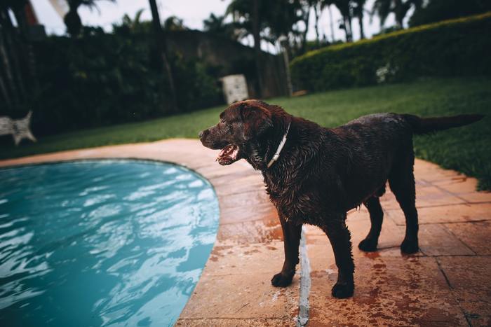 Keeping Your Dog Safe Around Your Backyard Pool