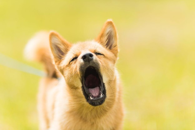 Easy Ways to Train your Dog to Stop Barking