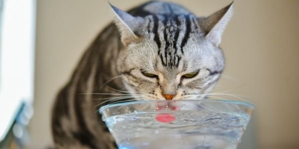 Unique Ways to Get Your Cat to Drink More Water