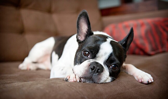 How to Care for a Boston Terrier