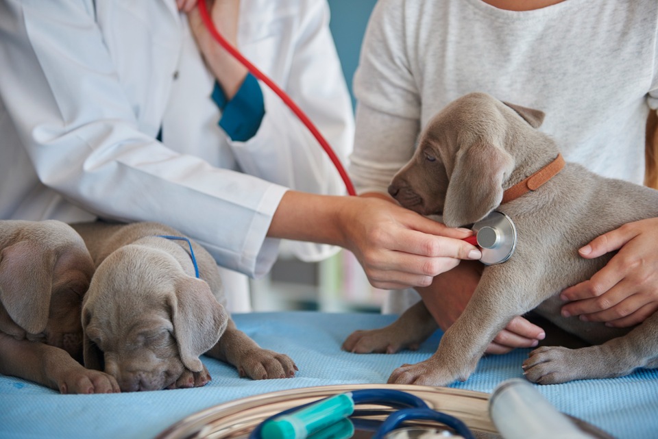 How To Make A Vet Visit Less Stressful