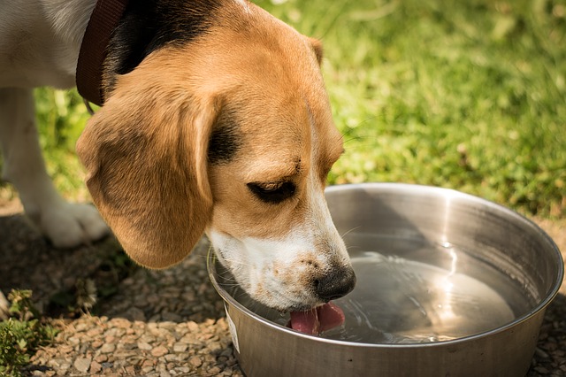 when can puppies eat food and drink water